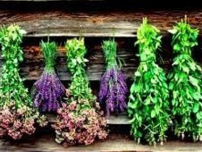 «Χρυσάφι» της ελληνικής γης τα αρωματικά...