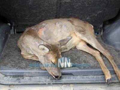 Τραυματισμένο ελαφάκι βρήκαν στην Άνω χώ...