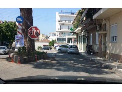 Ν. Τζανάκος για την  κουκουναριά της Αρό...