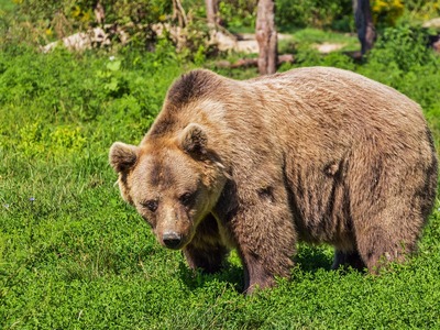 Τρόμος από δύο επιθέσεις αρκούδας σε πόλ...