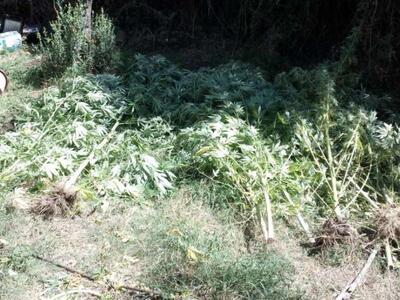 Αγρίνιο: 47χρονος διατηρούσε φυτεία με δ...