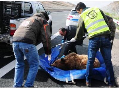 Τροχαίο με θύμα αρκούδα στην Εγνατία οδό
