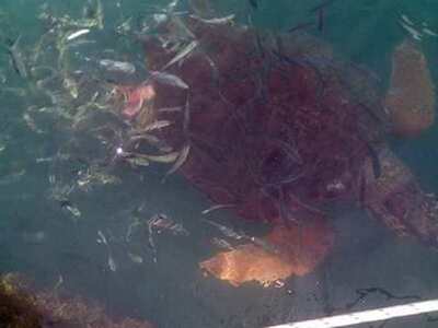 Η επίσκεψη μιας θαλάσσιας χελώνας στο μό...