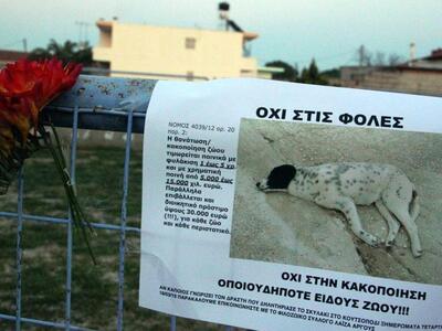 Αμαλιάδα: Νεκρός σκύλος από φόλα