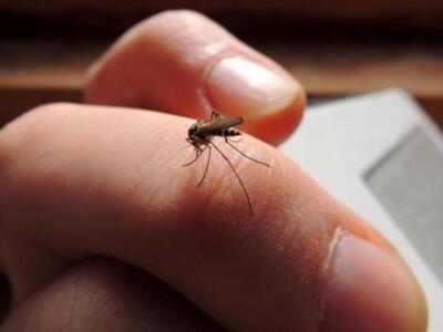 Μεγάλο πρόβλημα με τα κουνούπια στην Ηλε...