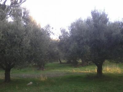 Αχαΐα: Τραγικό τέλος για 55χρονο αγρότη-...