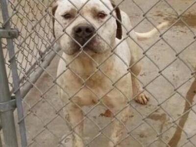 Δυτική Ελλάδα: Δύο περιστατικά κακοποίησ...