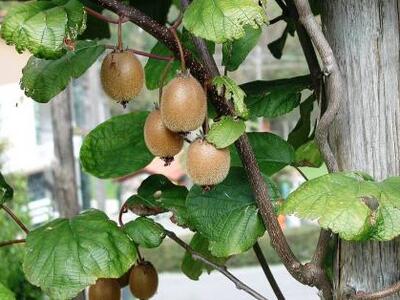 Τρόποι προστασίας της ακτινιδιάς από την...