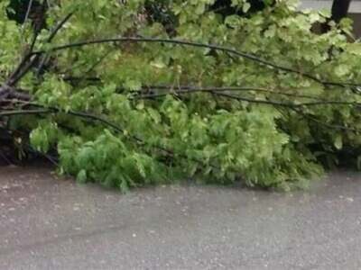 Αραχωβίτικα: Δέντρο έπεσε και καταπλάκωσ...