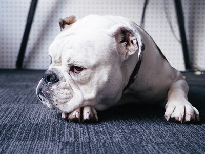 Έξαλλο bulldog γκρινιάζει επειδή δε του ...