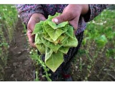 Αιτωλοακαρνανία: Οι καπνέμποροι βάζουν φ...