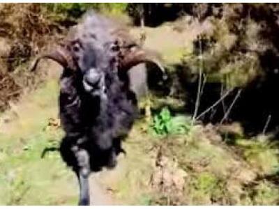 Κριάρι τα βάζει με μη επανδρωμένο αεροσκάφος