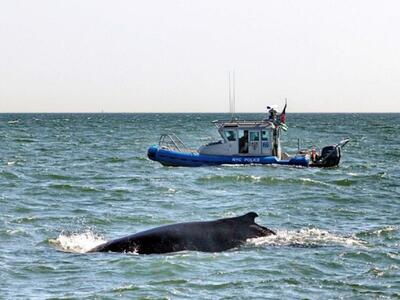 Πιο μεγάλα τα θαλάσσια είδη χρόνο με το χρόνο