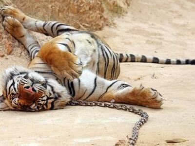 “Σταματήστε τις selfies με τίγρεις”