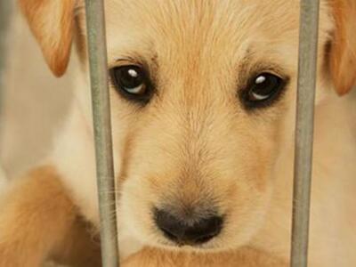 Αυτόφωρο και αυστηρές ποινές για κακοποίηση ζώων