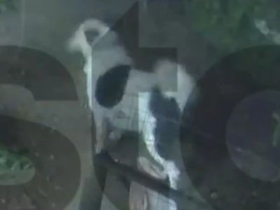 Άγιος Δημήτριος: Σκύλος πήδηξε τελευταία...