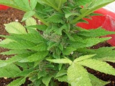  Πάτρα: Οι γλάστρες δεν είχαν λουλούδια ...