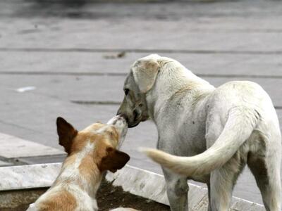 Πάτρα: Επίθεση από αδέσποτους σκύλους έξ...