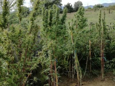 Αγρίνιο: Χειροπέδες σε 39χρονο που διατη...