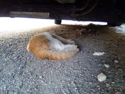 Κι άλλα νεκρά γατάκια στο Σκαγιοπούλειο,...