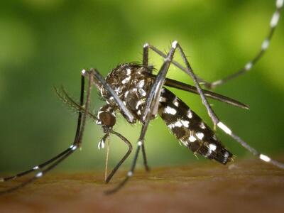 Πάτρα: Αρχίζουν οι ψεκασμοί για τα κουνούπια 