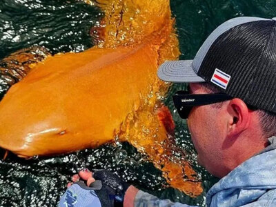 Εντοπίστηκε σπάνιος φωτεινός πορτοκαλί κ...