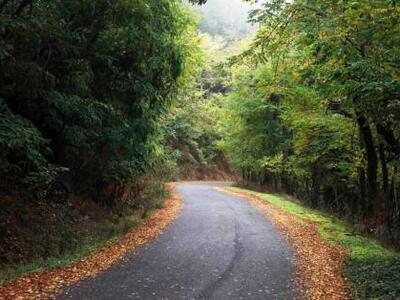 Σε καυσόξυλα μετατρέπονται τα δάση της Β...