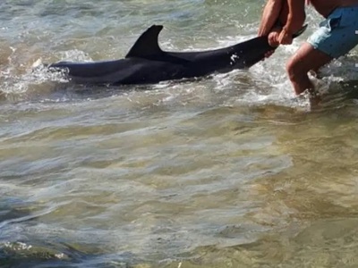Ηράκλειο: Δελφίνι ξεψύχησε στα χέρια λου...