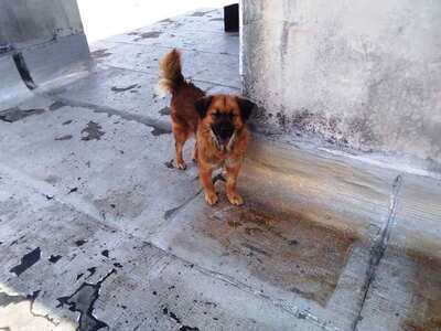 Χάθηκε σκυλίτσα στην πλατεία Γεωργίου – ...