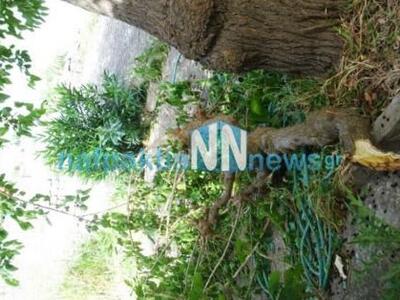 Ναύπακτος: Οι θυελλώδεις άνεμοι έσπασαν ...