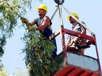 ΟΙΚΙΠΑ: Όχι στο πετσόκομμα των δέντρων της Πάτρας