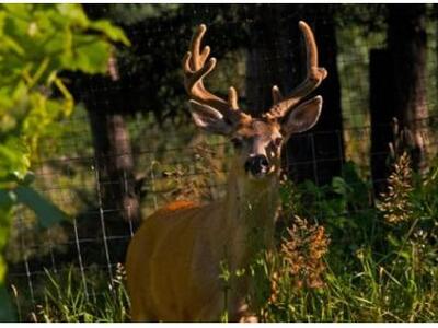 Ελάφι...έπεσε στο κεφάλι μίας γυναίκας 