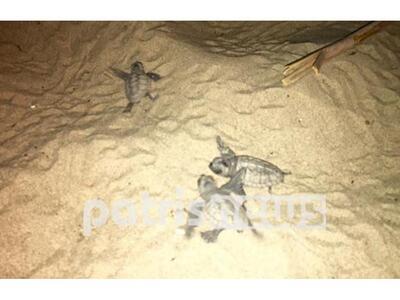 Ηλεία: Tα χελωνάκια πήραν τον δρόμο για τη θάλασσα