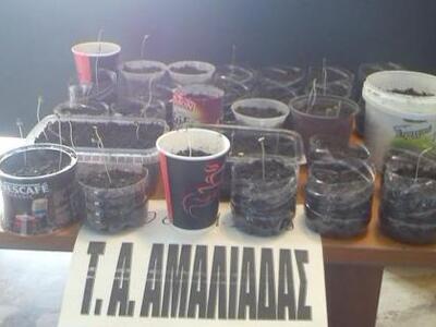 Ηλεία: Καλλιεργητής κάνναβης ετών... 17!...