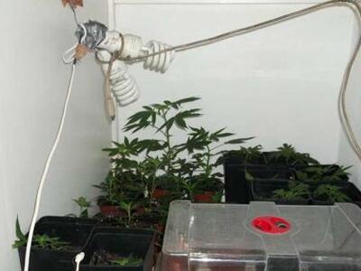 Συνελήφθησαν για  καλλιέργεια και κατοχή...