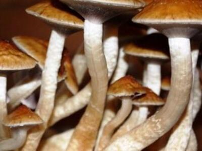 Stop στη δοκιμή για τη χρήση παραισθησιο...