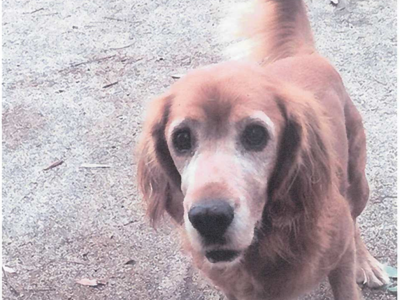 Πάτρα: Χάθηκε ένα σκυλάκι, ο Τζάνγκο στην Πλαζ