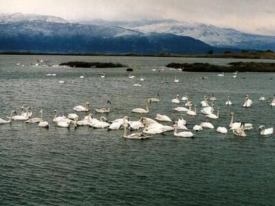 Εθελοντική δράση καθαρισμού της παραλίας...