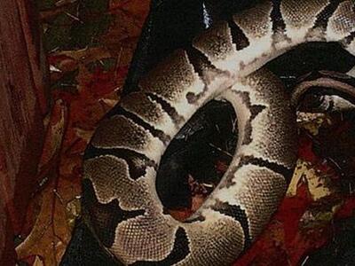 Έβγαλε τον ... πύθωνα έξω και την έδειρε!