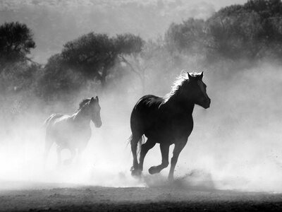 Εντυπωσιακές εικόνες με πρωταγωνιστές ζώα