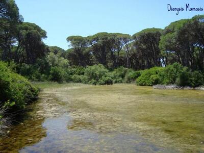 Εποχιακό έλος γλυκού νερού στο δάσος Στροφυλιάς