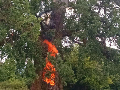 Καλάβρυτα: Φωτιά ξέσπασε από κεραυνό κον...