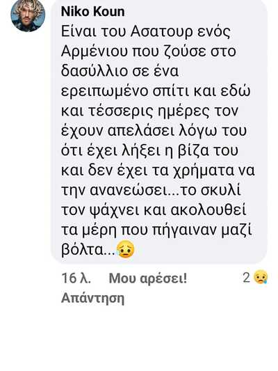 ΠΑΤΡΑ: Απέλασαν Αρμένιο και η σκυλίτσα του είναι μόνη και τον ψάχνει