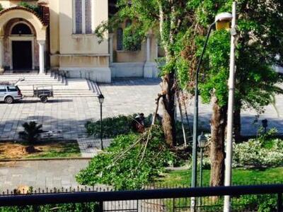 Πάτρα : "Άρρωστα" τα δέντρα πο...
