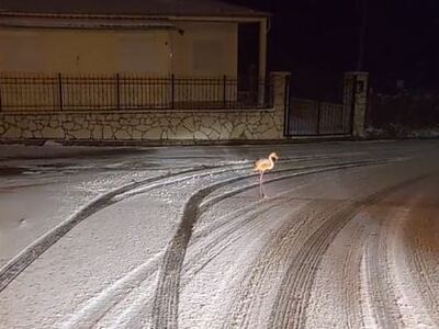 Ευρυτανία: Φλαμίνγκο κάνει βόλτα μέσα στα χιόνια!