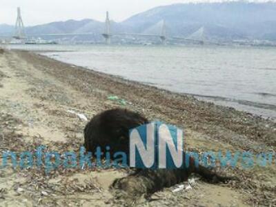 Βρέθηκαν κουφάρια ζώων στην παραλία του ...