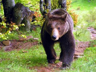 Γιάννενα: Αρκούδα 60 κιλών παγιδεύτηκε σ...