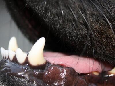 Πάτρα: Σκύλος δάγκωσε 18χρονο στο Μιντιλόγλι