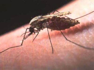 "Θερίζει" η ελονοσία στην Λακω...