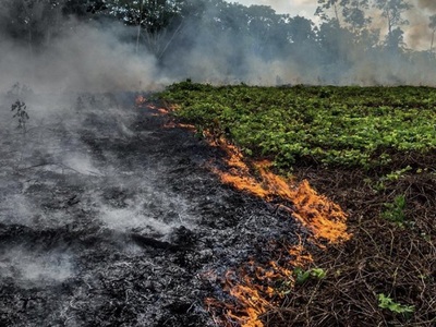 Βραζιλία: Καταστροφή ρεκόρ στα δάση του ...